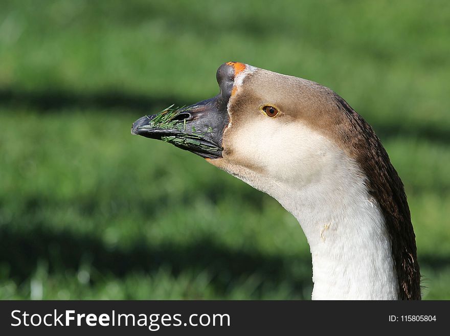 Bird, Beak, Fauna, Water Bird