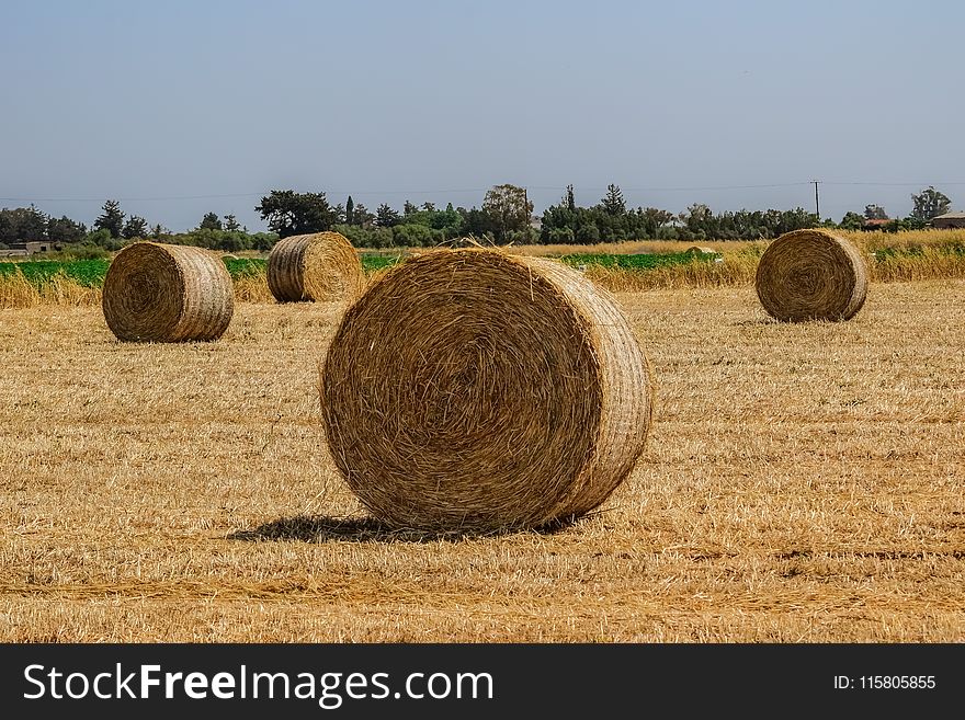 Hay, Field, Agriculture, Straw