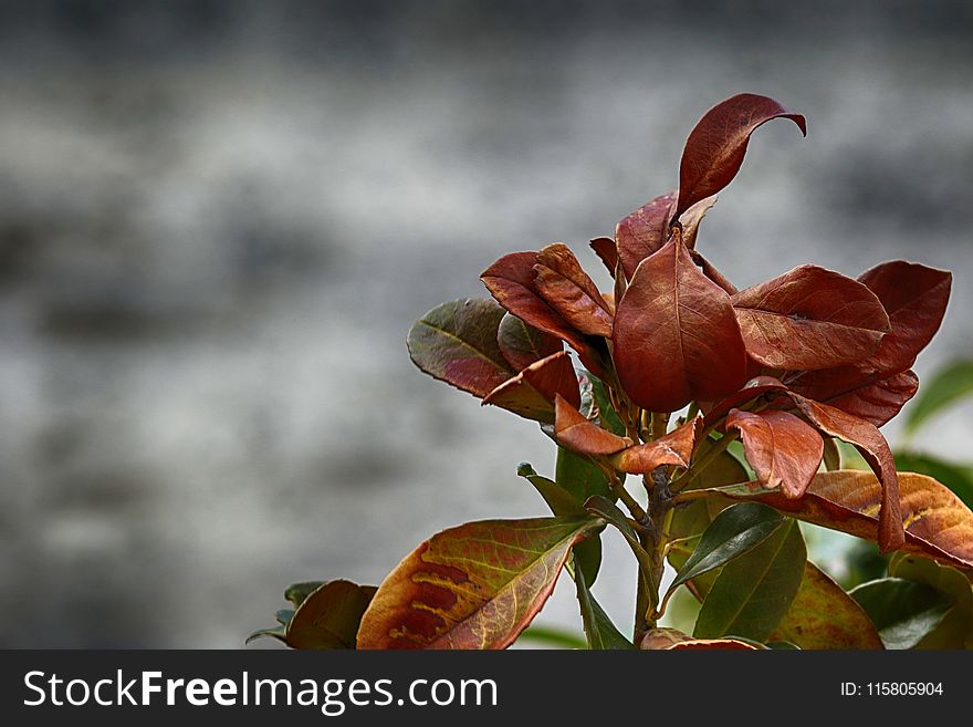 Leaf, Flora, Plant, Branch