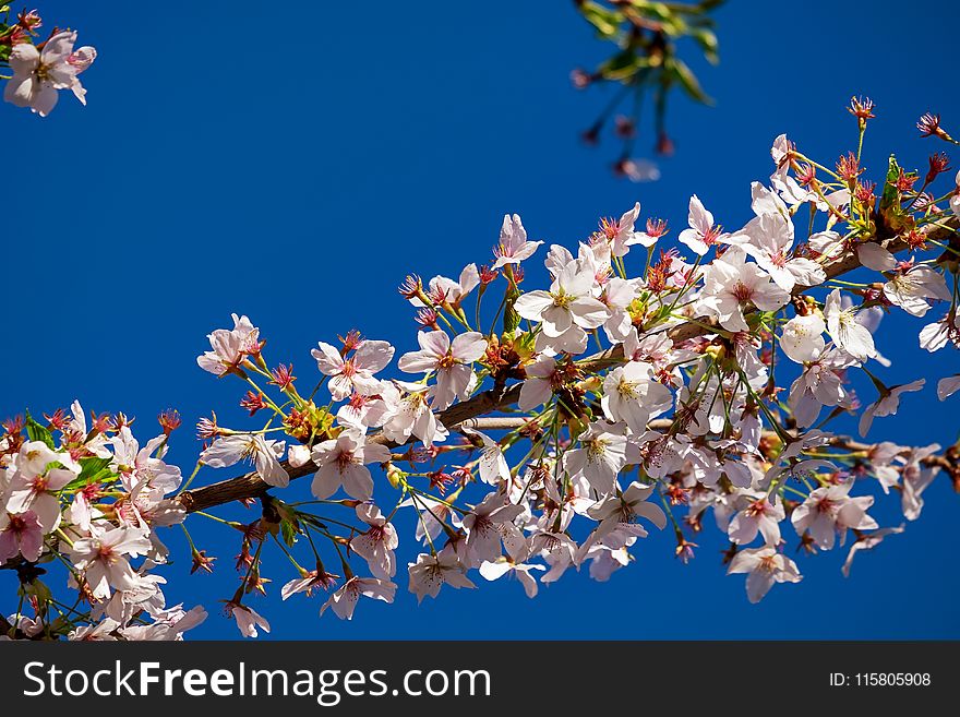 Blue, Blossom, Flower, Sky