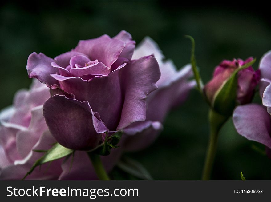 Flower, Rose Family, Rose, Purple