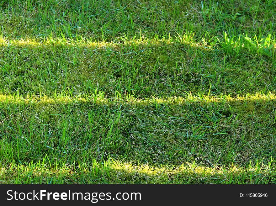 Grass, Vegetation, Ecosystem, Grassland