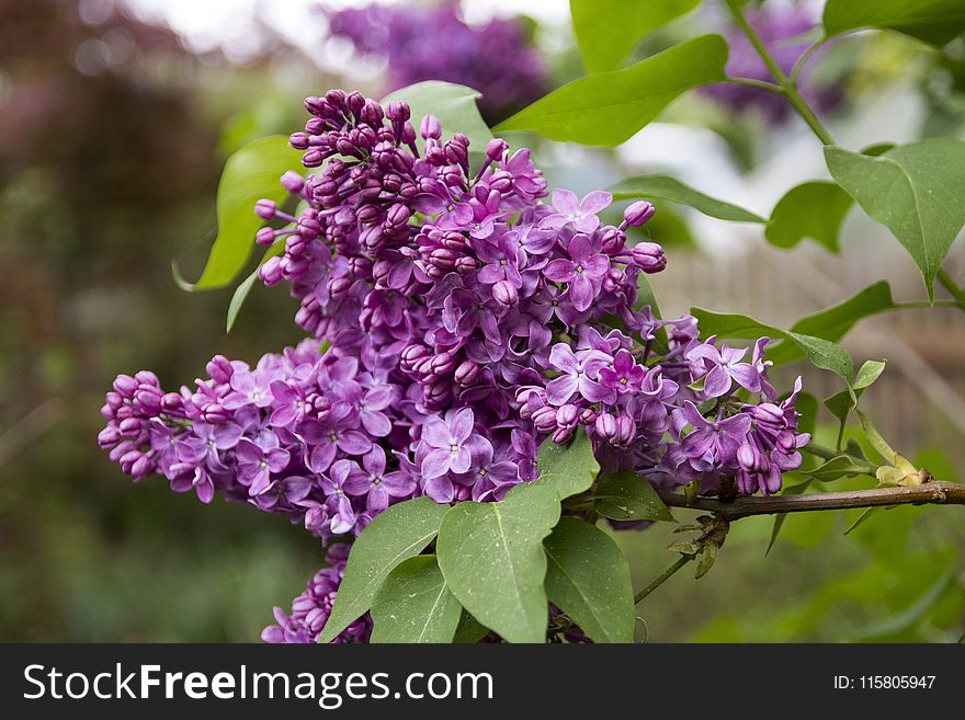Flower, Lilac, Plant, Purple