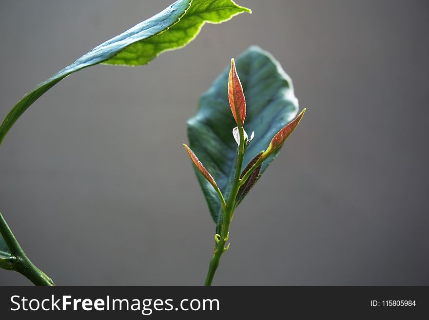 Plant, Flora, Leaf, Close Up