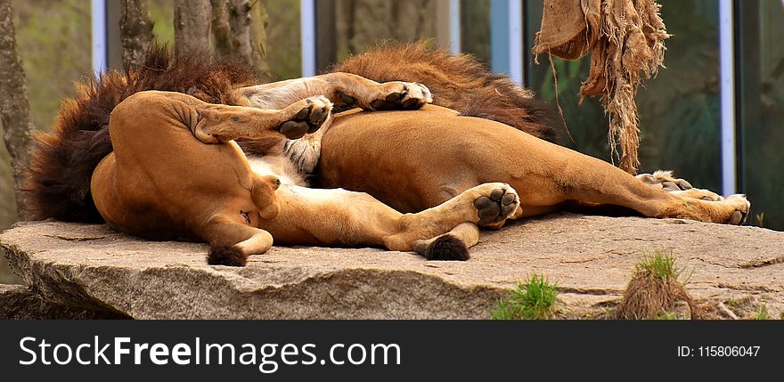 Lion, Terrestrial Animal, Wildlife, Zoo