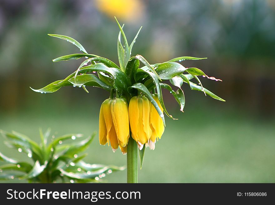 Flower, Plant, Fritillaria, Crown Imperial