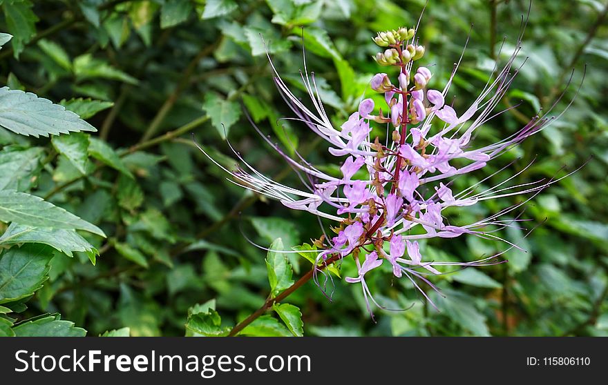 Plant, Flora, Flower, Flowering Plant