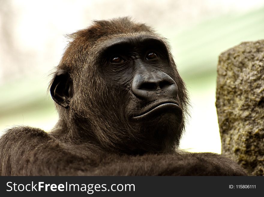 Face, Great Ape, Fauna, Mammal