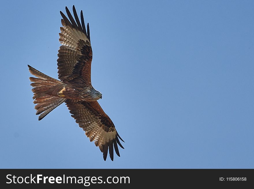 Accipitriformes, Bird, Bird Of Prey, Eagle