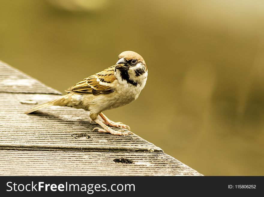 Bird, Sparrow, House Sparrow, Fauna