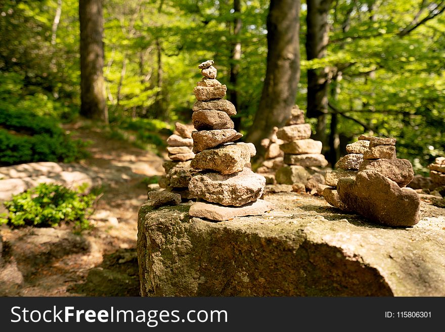 Rock, Tree, Path, Forest