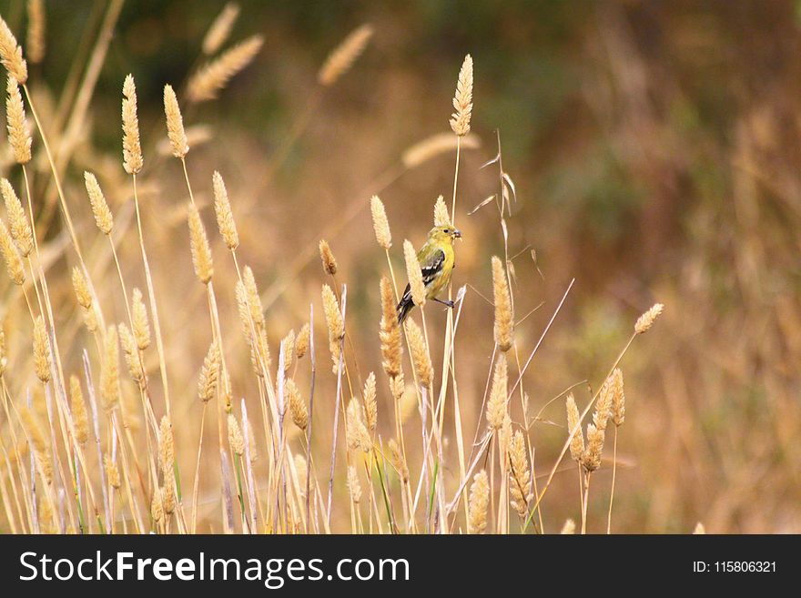 Fauna, Wildlife, Grass Family, Grass