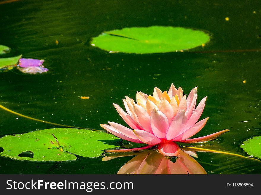 Water, Flower, Flora, Aquatic Plant