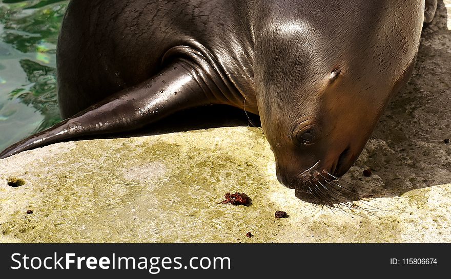 Seals, Fauna, Mammal, Terrestrial Animal
