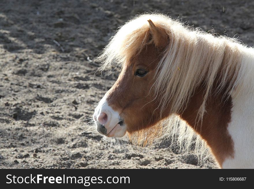 Horse, Mane, Horse Like Mammal, Pony