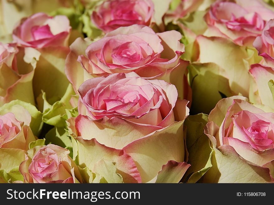 Flower, Rose, Rose Family, Garden Roses