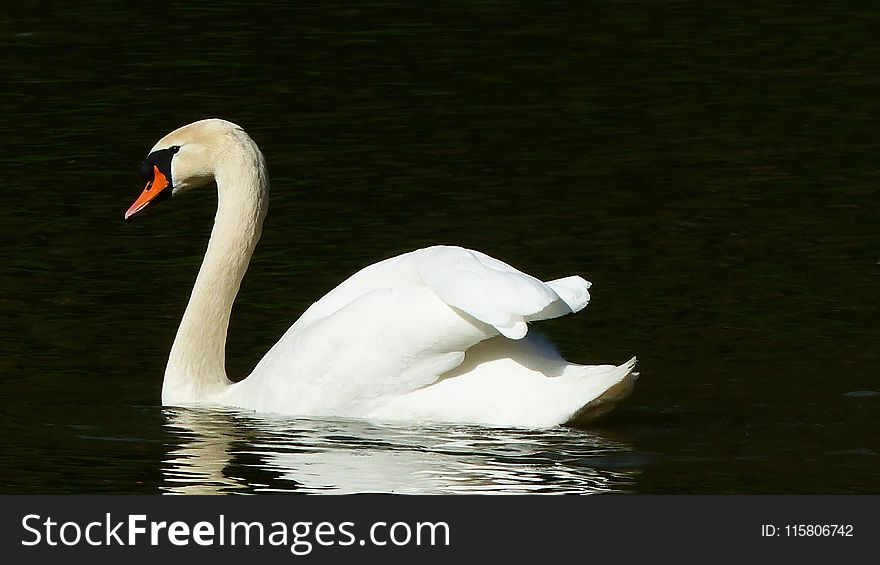 Swan, Bird, Water Bird, Ducks Geese And Swans