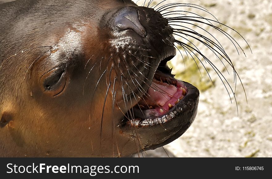 Seals, Fauna, Snout, Wildlife