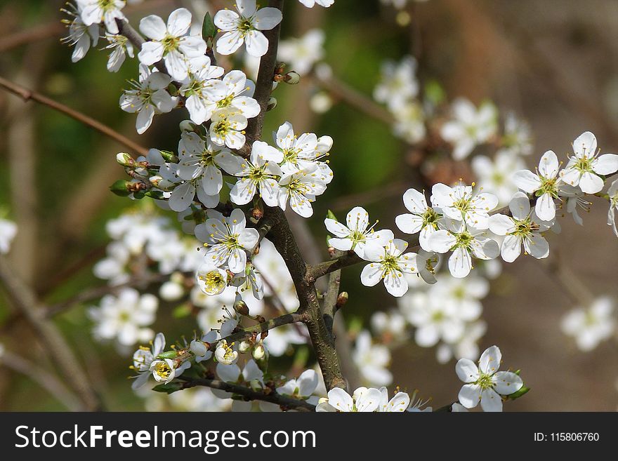 Flora, Prunus Spinosa, Spring, Blossom