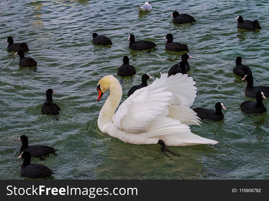 Bird, Water, Water Bird, Duck