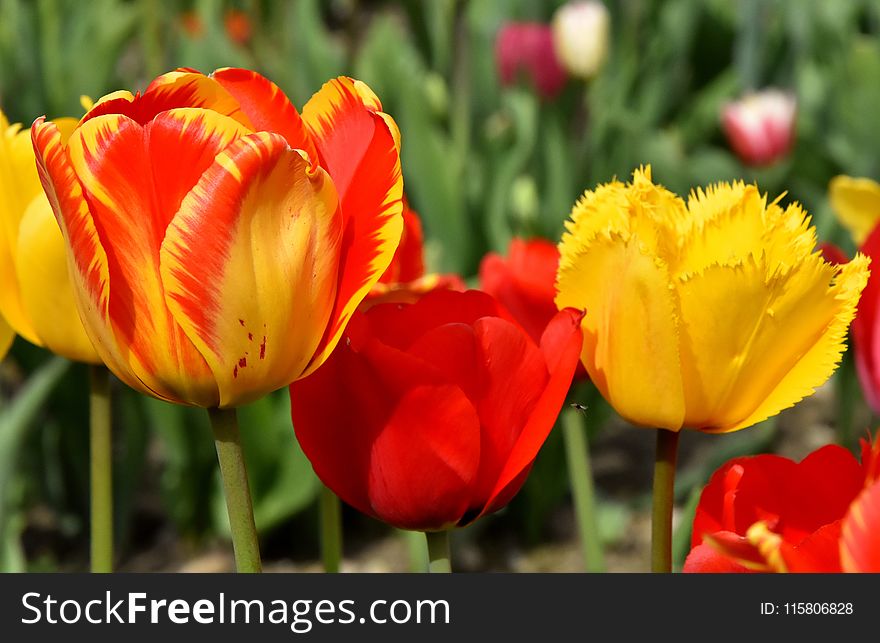 Flower, Plant, Tulip, Flowering Plant