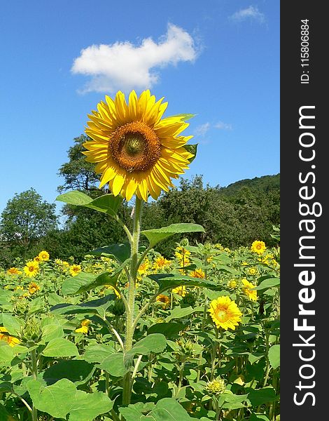 Flower, Sunflower, Yellow, Field
