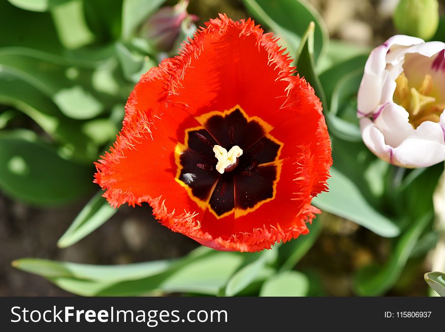 Flower, Plant, Flowering Plant, Tulip