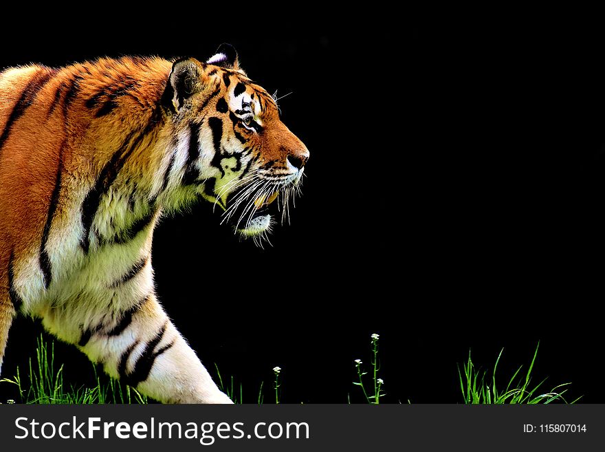 Tiger, Wildlife, Mammal, Big Cats