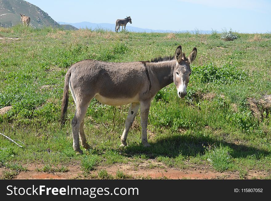 Donkey, Pasture, Ecosystem, Horse Like Mammal