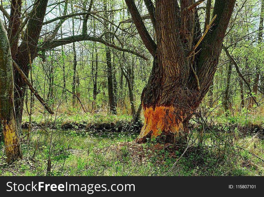 Ecosystem, Woodland, Nature Reserve, Tree