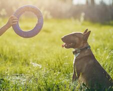 Bull Terrier Dog Look On Puller Toy Royalty Free Stock Photography