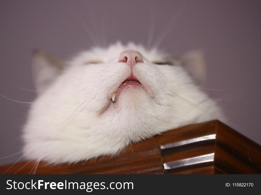 Cat funny photo lay nap on cupboard close up photo on ceiling background