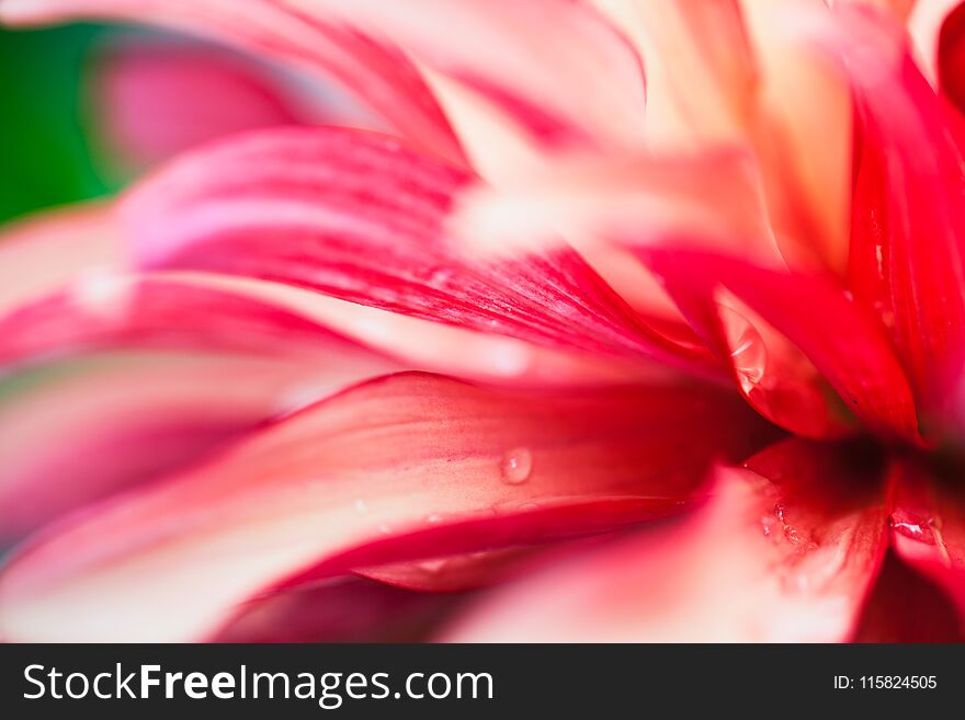 Macro shot of a pink flower - abstract details. Macro shot of a pink flower - abstract details