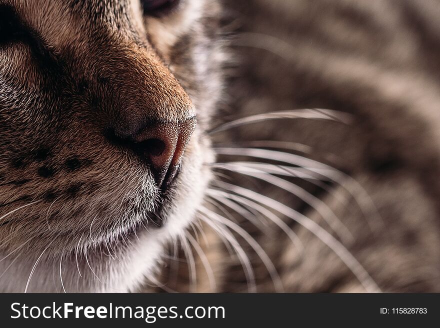 The Nose Of A Cat Is Close-up. Copy Space