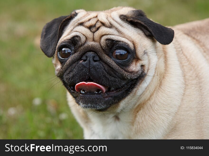 Small pug dog standing in green grass. Small pug dog standing in green grass