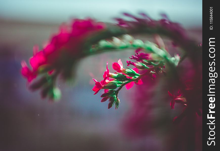 Selective Focus Photography Of Pink Flower