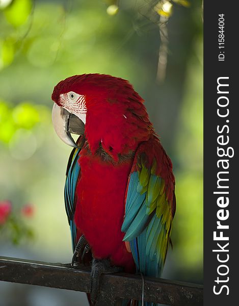 Macaw Bird