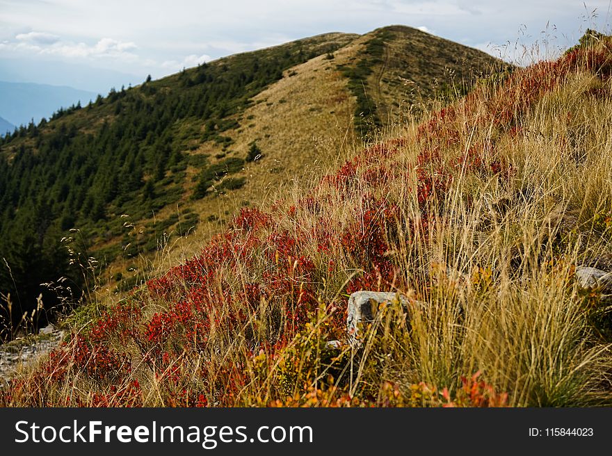 Red Flowers I