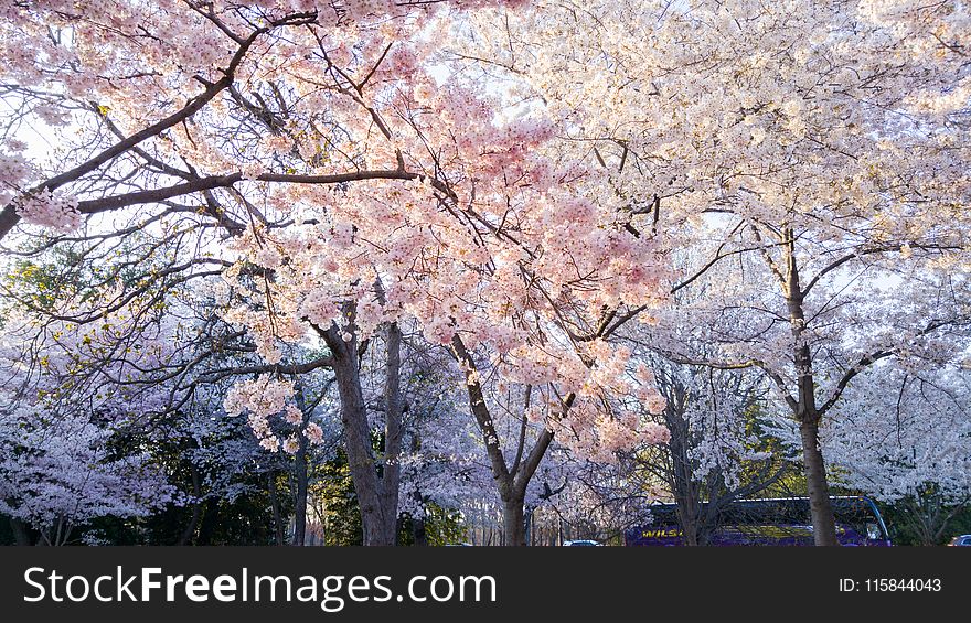 Flowering Trees