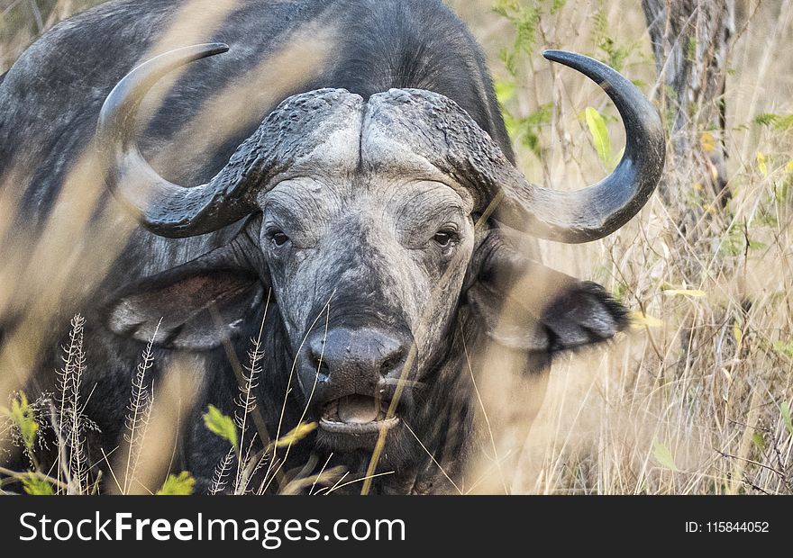 Closeup Photo Of Black Buffalo