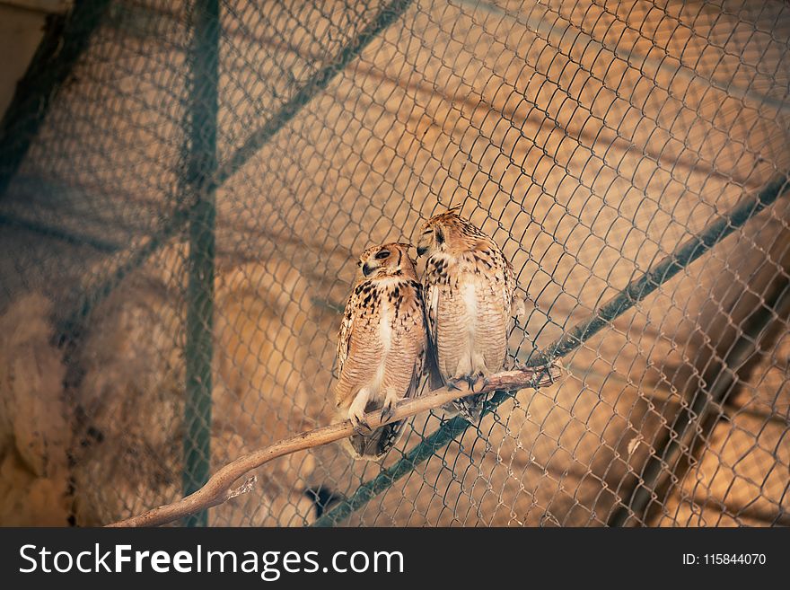 Two Brown Owls
