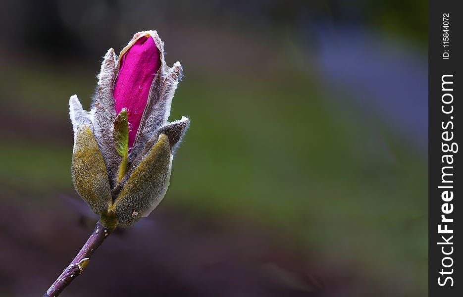 Selective Focus Photography Of Pink Rose Flower Bud