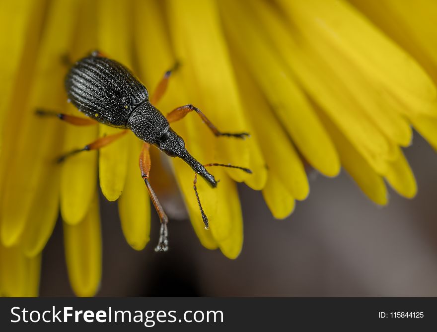 Weevil Closeup Photography