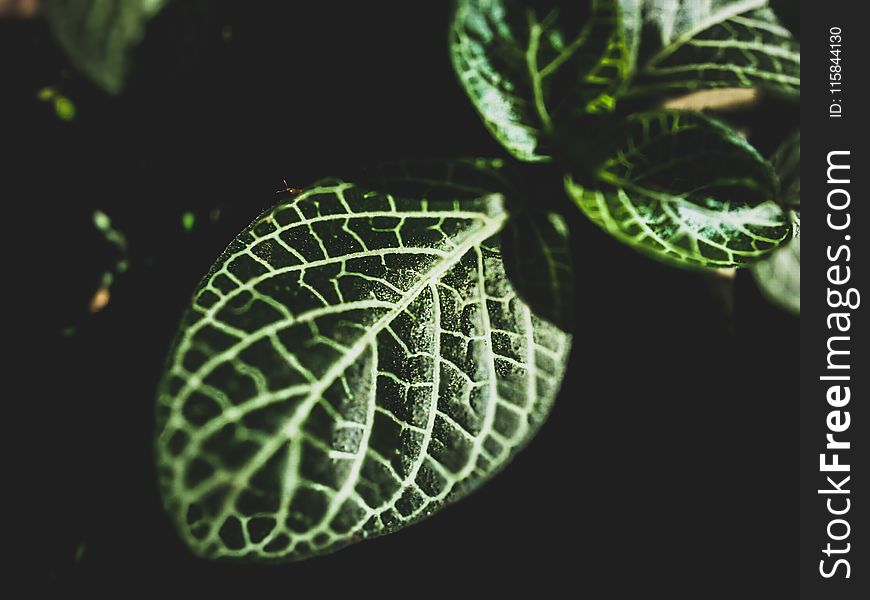 Shallow Photography Of Green Leaf