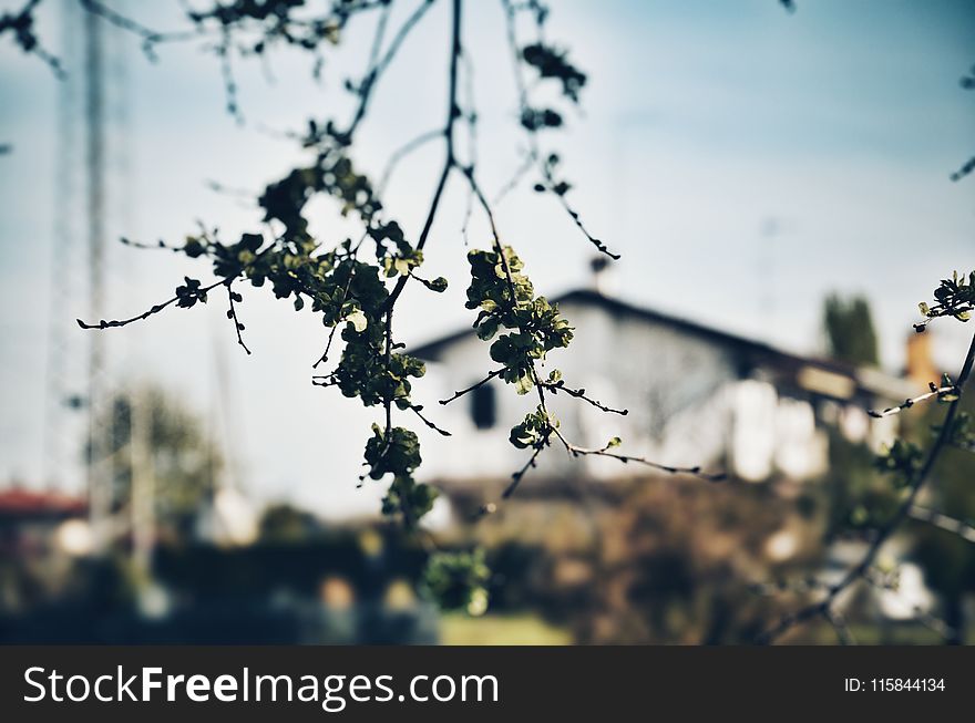 Green Leaf Plant