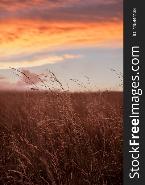 Rice Field