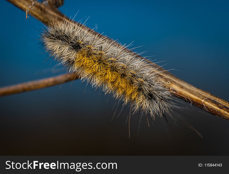 Close-up Photography of Brown Moth Caterpillar
