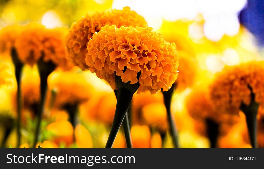 Selective Photo of Yellow Petaled Flowers