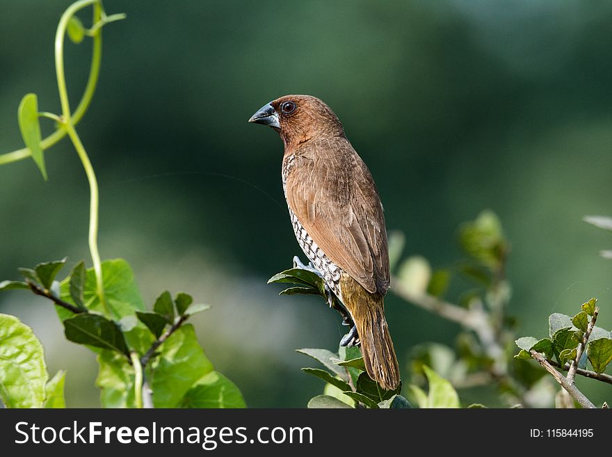 Closeup Photography of Brown and Grey Bird Perched on Leaf Plant