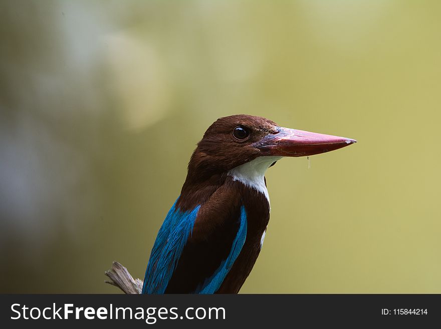 Blue and Black Bird on Branch at Daytime